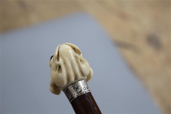 A walking stick, the ivory handle carved as a French bulldogs head with glass eyes, silver collar, London 1921, overall length 93.5cm